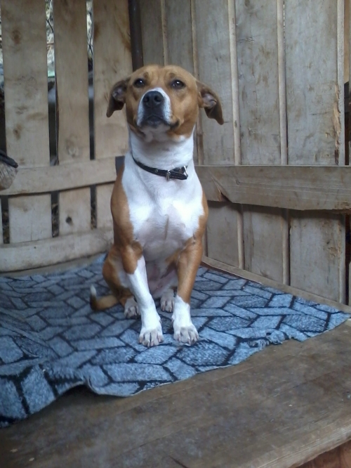 მეტისი ჯესი