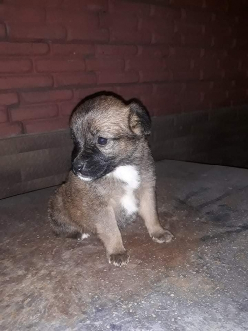 მეტისი პეტრეპავლეს სასაფლავოზე ნაპოვნი