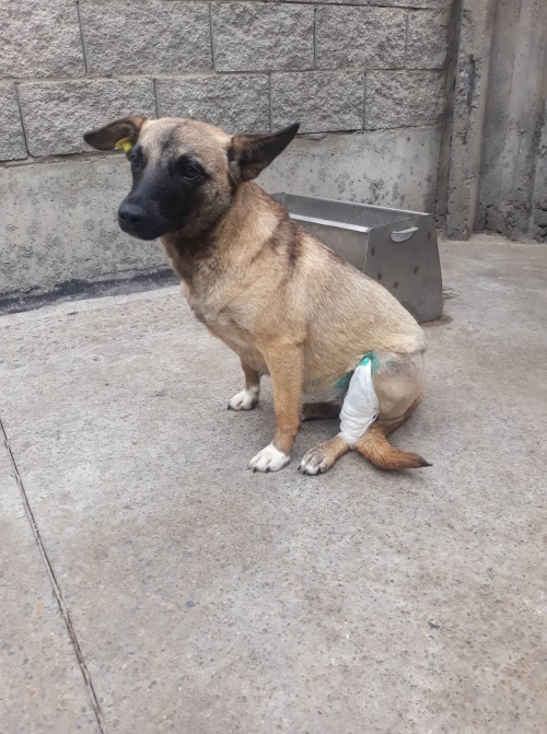 მეტისი ცუგო