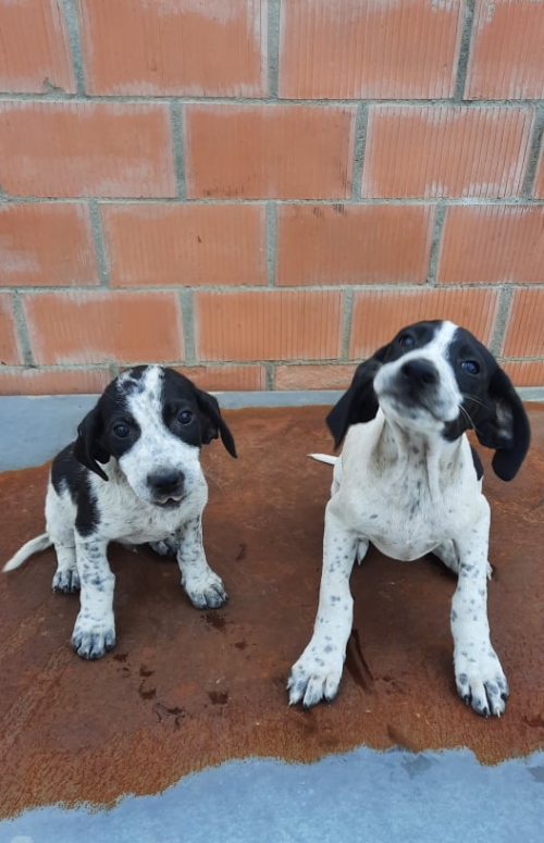 მეტისი ნაოვია გლდანის 1 მ/რ