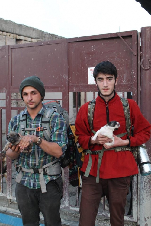 მეტისის ლეკვები უსახელო