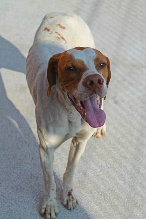 პოინტერი ჯეკი