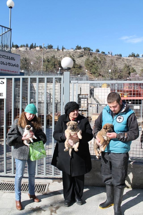 მეტისი უსახელო