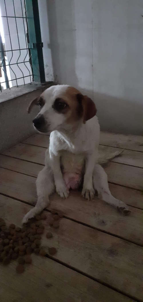 მეტისი უსახელო