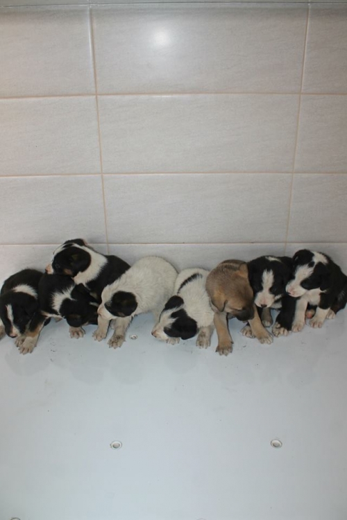 მეტისის ლეკვები უსახელო