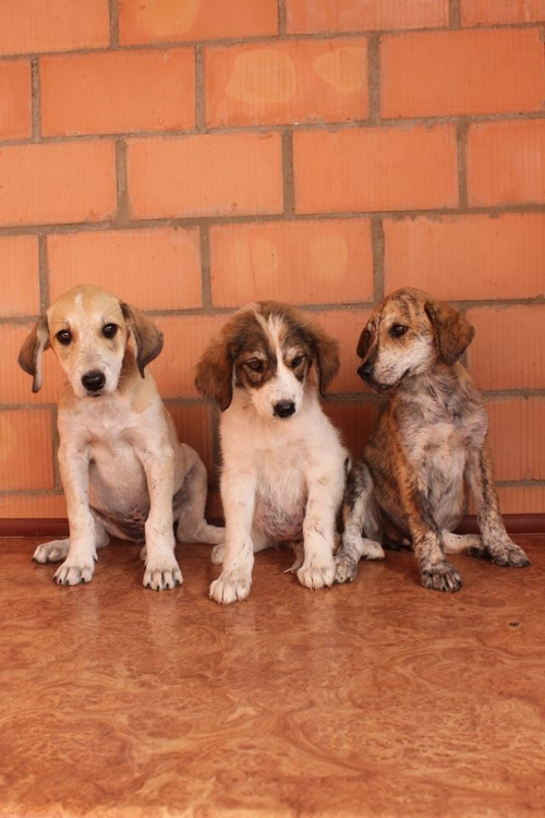 მეტისის ლეკვები უსახელო