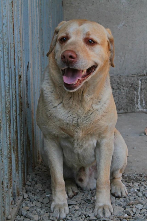 ლაბრადორი მალვი