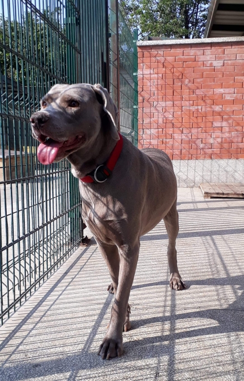 ვეიმარანერი უსახელო