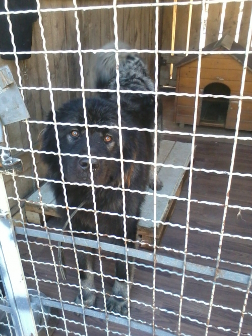 კავკასიური ნაგაზი ტაისონი