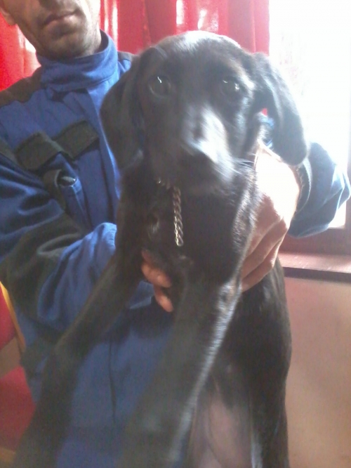 მეტისი ჩორნა