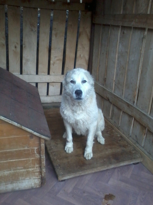 ქართული ნაგაზი ლედი