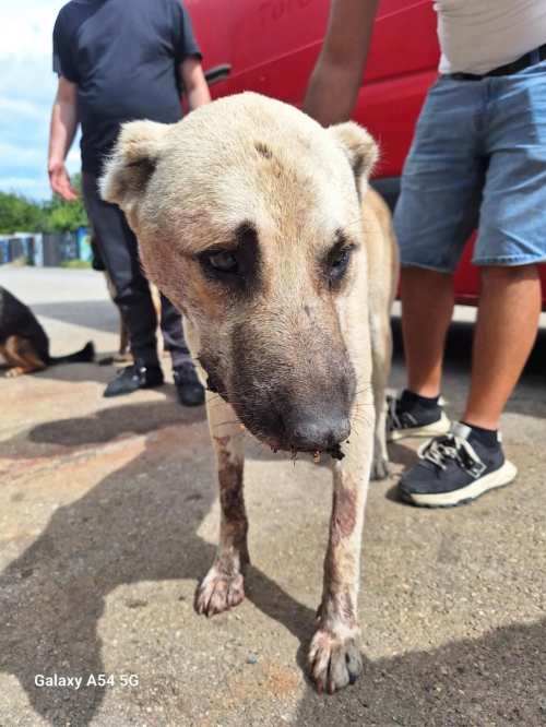 ქართული ქოფაკი მცხეთა სოფელი ნატახტარი