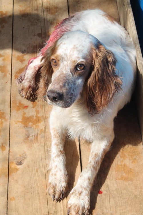 სეტერი უსახელო