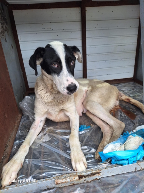 მეტისი ქუთაისი. მეგი ბიბილაშვილი . რეაბიკიტაციის შემდეგ წაიყვანს უკან მე დავურეკავ.