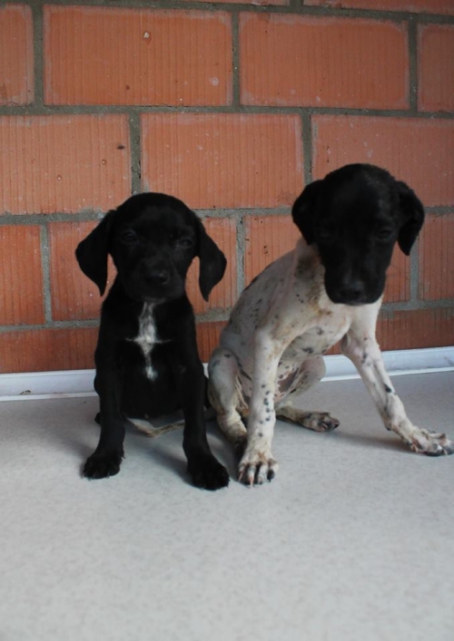 მეტისის ლეკვები უსახელო