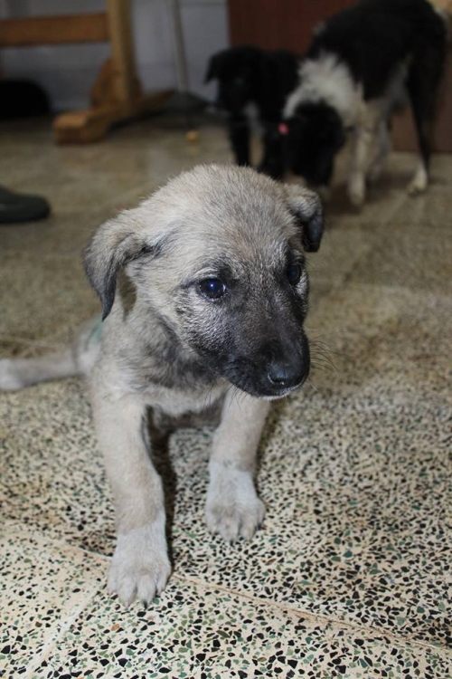 მეტისი უსახელო