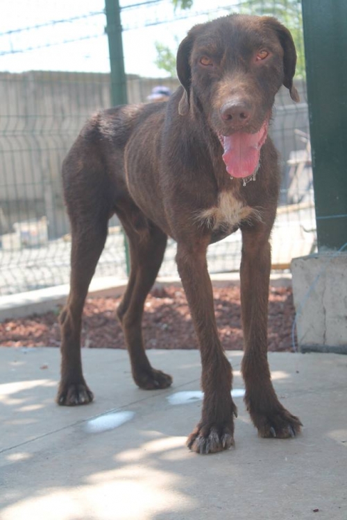 დრათხარი უსახელო