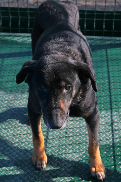 მეტისი ცუგო