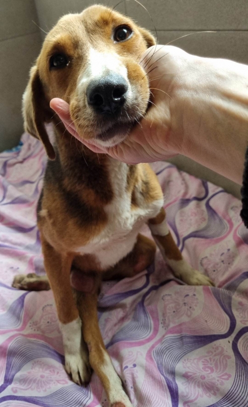 მეტისი კავთის ხევი