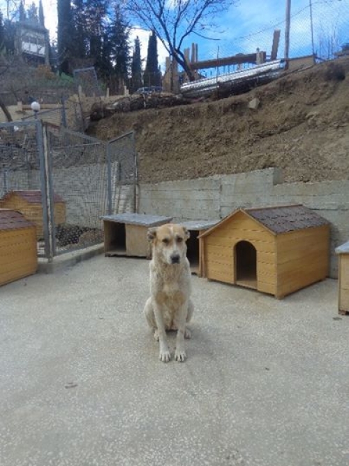 ქართული ქოფაკი უსახელო