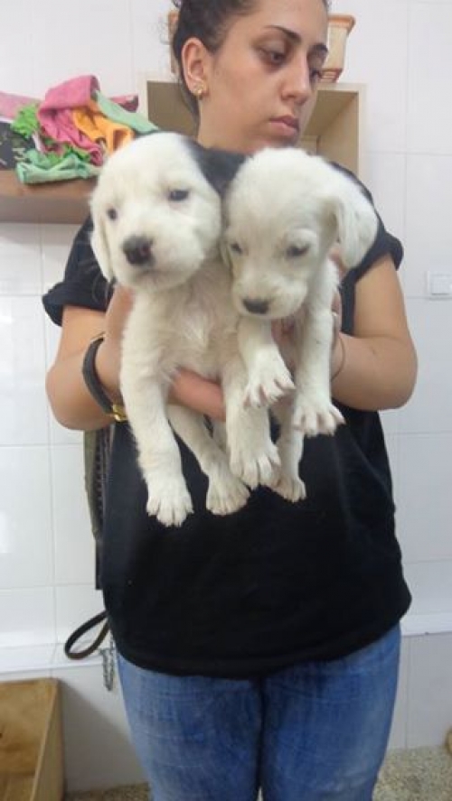 მეტისის ლეკვები უსახელოები