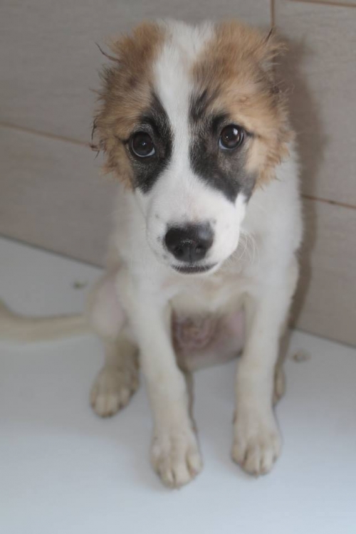 ქართული ქოფაკი უსახელო