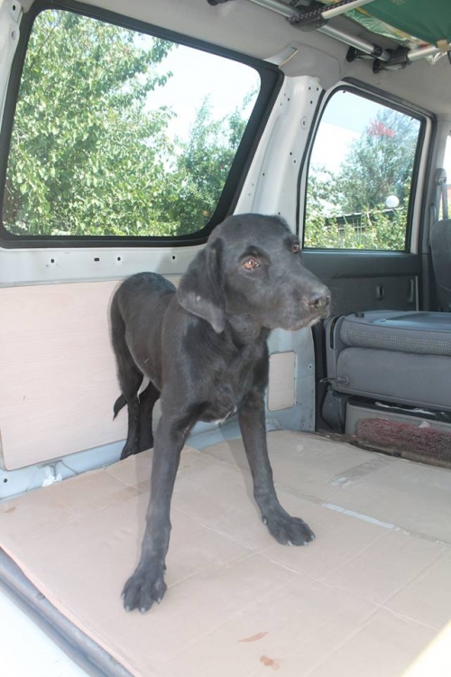 ლაბრადორის მეტისი უსახელო