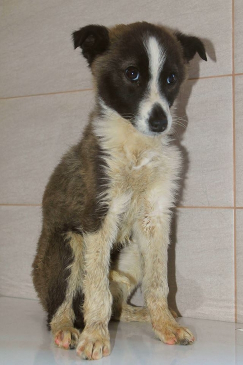 მეტისი უსახელო