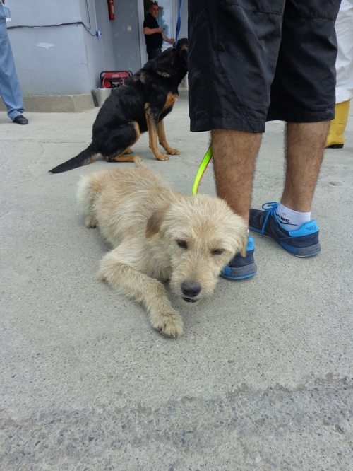 მეტისი ბურძგლა