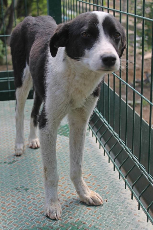 მეტისი უსახელო