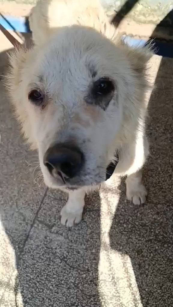 ქართული ნაგაზი. შინდისი