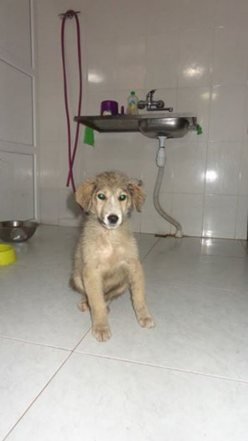 მეტისი უსახელო