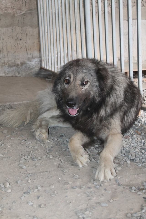 ქართული ნაგაზი უსახელო