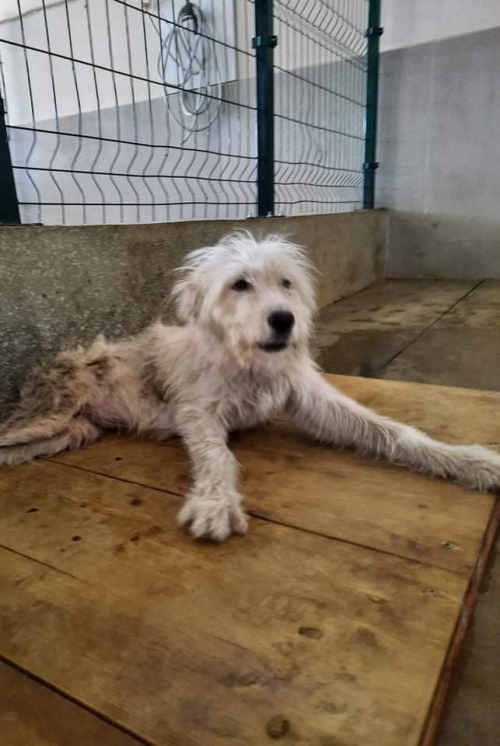 ბალონკა სამტრედია