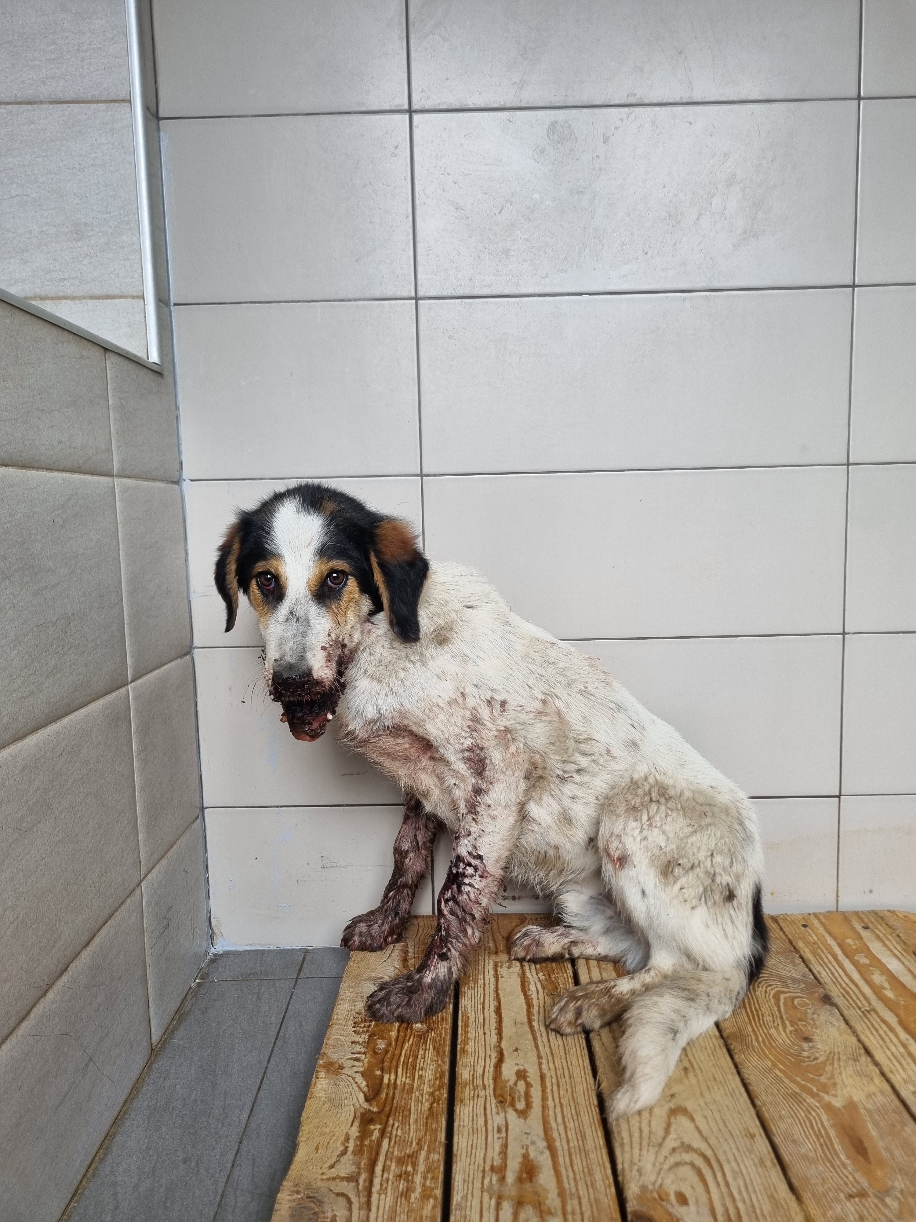 მეტისი. კავთისხევი