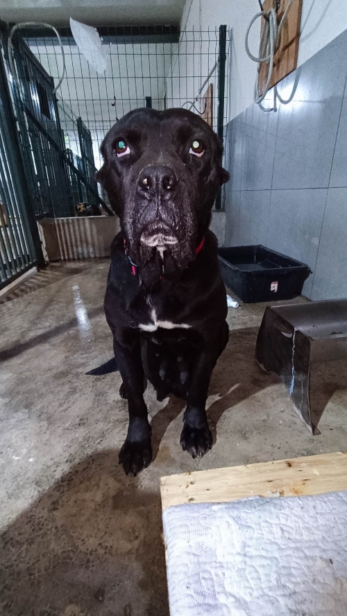 კანე კორსო უსახელო