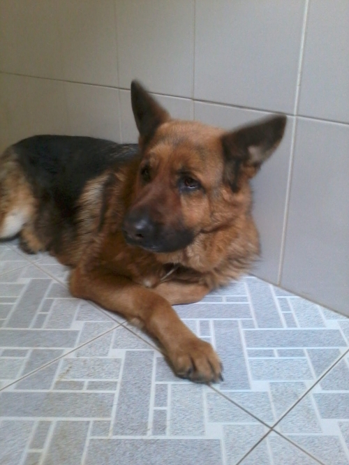 გერმანული ნაგაზი უცნობი