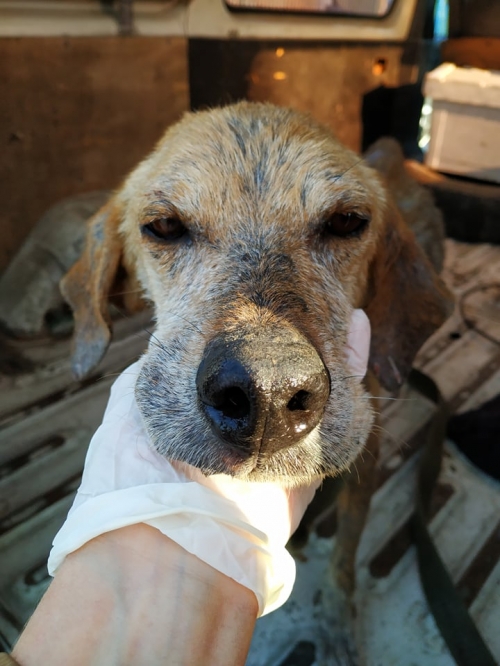 მეტისი ქსოვრისი