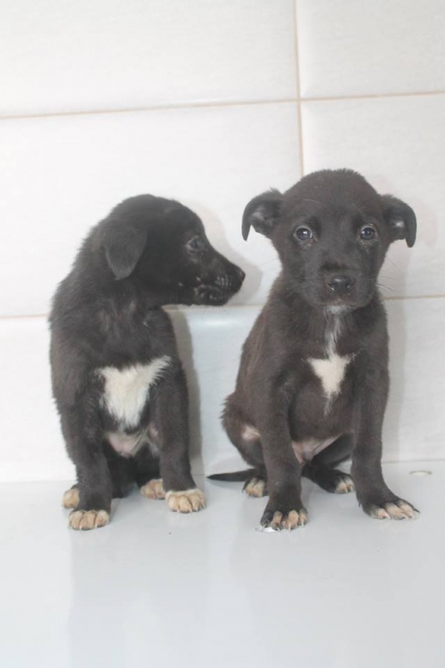 მეტისის ლეკვები უსახელო