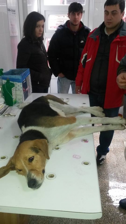 მეტისი უსახელო