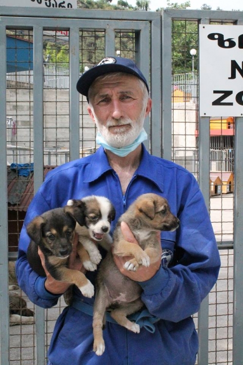 მეტისის ლეკვები უსახელო