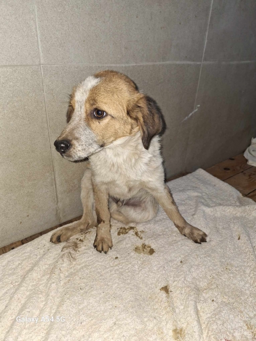 მეტისი გურჯანის რნ. 9 აპრილის ქუჩა