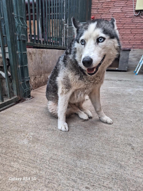 ლაიკა დიდი დიღომი