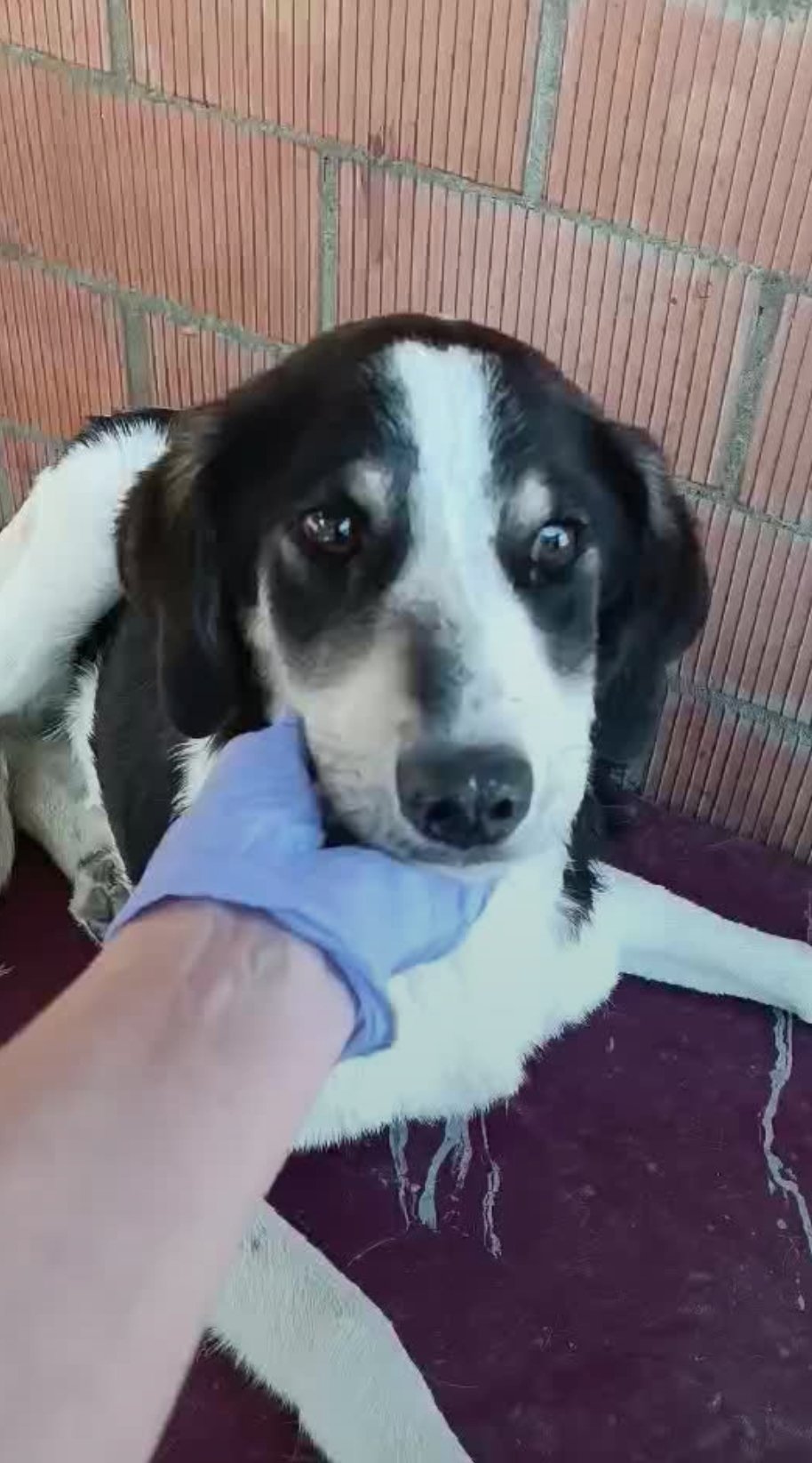 მეტისი. ვაშლიჯვარი