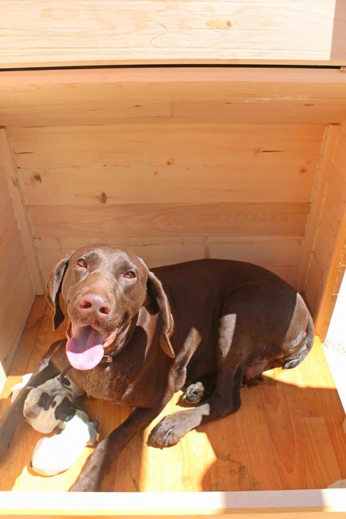 ლაბრადორი ბერტა