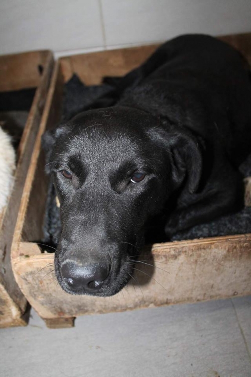 ლაბრადორის მეტისი უსახელო