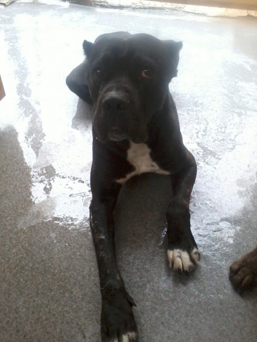 კანე კორსო ბუჩო