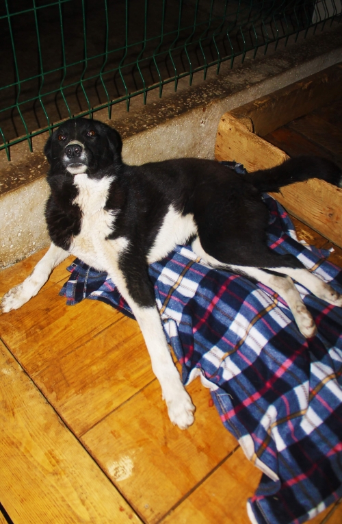 მეტისი უსახელო