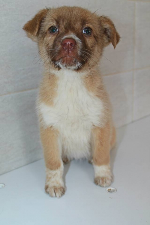 მეტისი უსახელო