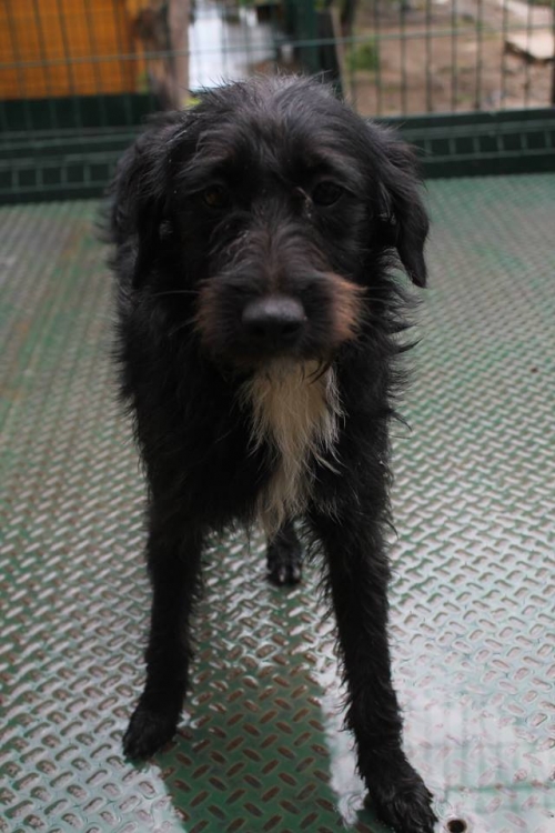 პუდელი უსახელო